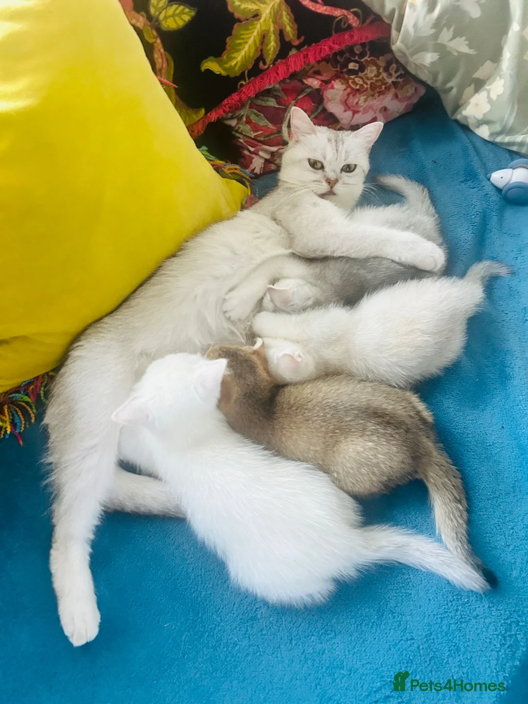 Scottish Fold cats for sale: BEAUTIFUL GIRLS LOOKING FOR FOREVER HOMES - Advert 1