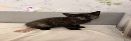 Mixed Breed cats for sale: Beautiful friendly home reared kittens , ready now - Advert 11