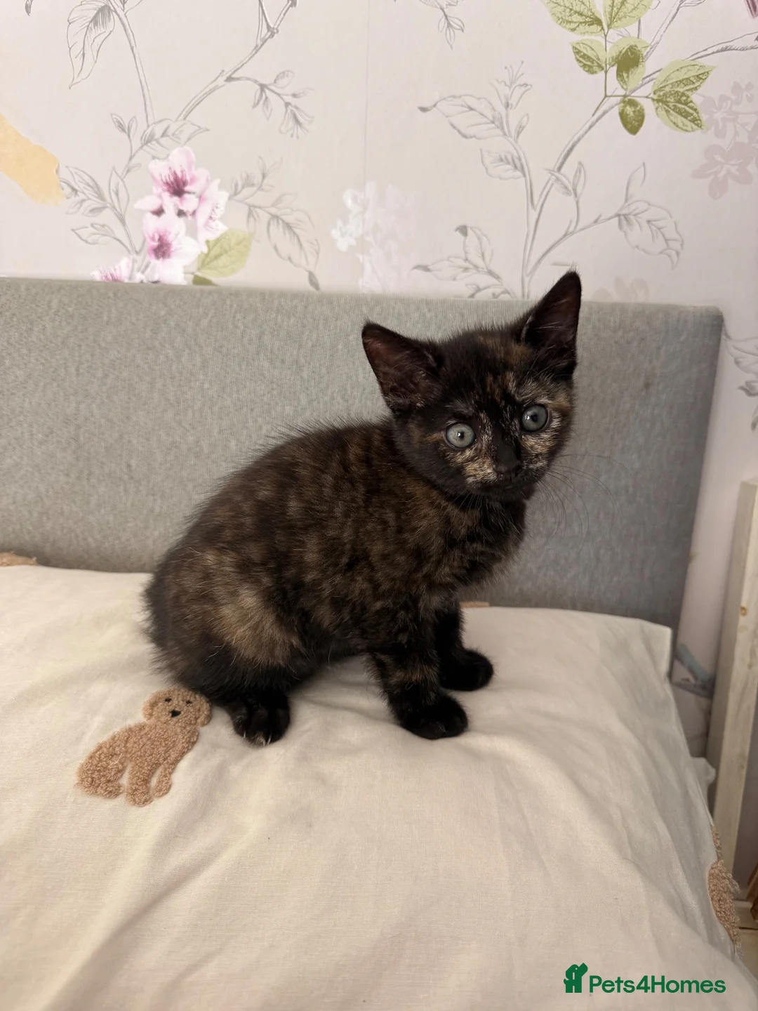 Mixed Breed cats for sale: Beautiful friendly home reared kittens , ready now - Advert 11