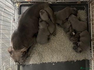 Staffordshire Bull Terrier dogs KC Champion bloodline Staffy Ready to go 13th dec - Advert 18