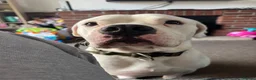 American Bulldog dogs for sale: American bulldog  - Advert 5