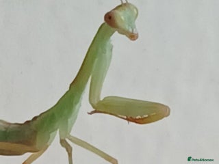 Mixed Breed invertebrates - Advert 6