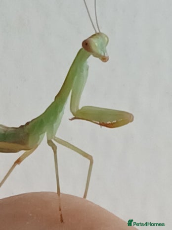 Mixed Breed invertebrates Mixed invertebrates - Advert 11