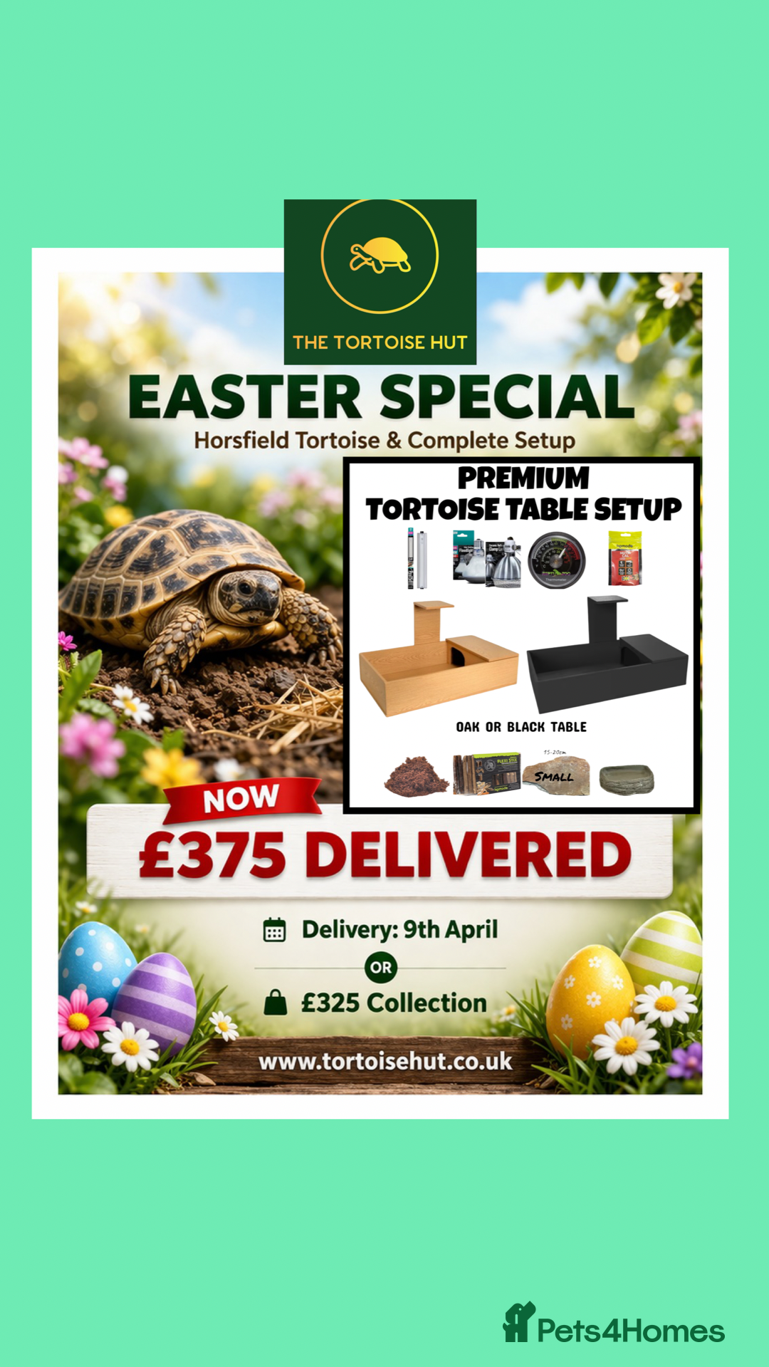 Tortoise reptiles Baby horsfield tortoise and setup  - Advert 2