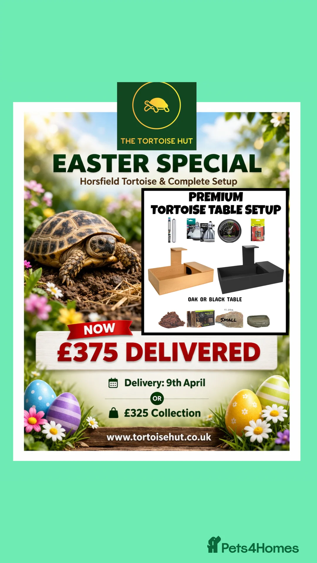 Tortoise reptiles for sale: Baby horsfield tortoise and setup  - Advert 2