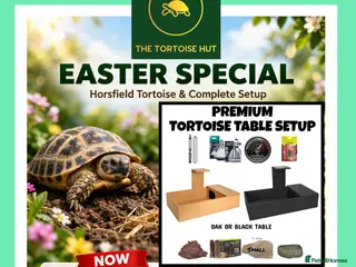Tortoise reptiles for sale: Baby horsfield tortoise and setup - Advert 4