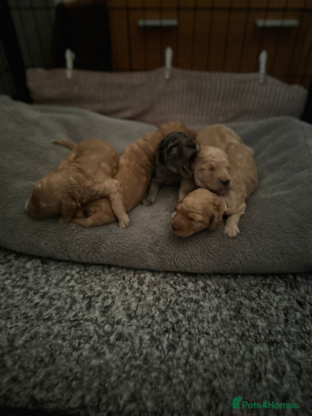 Cockapoo dogs for sale: Cockapoo Pups - Image 8