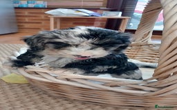 Cockapoo dogs for sale: Beautiful cockapoo puppies  - Image 11