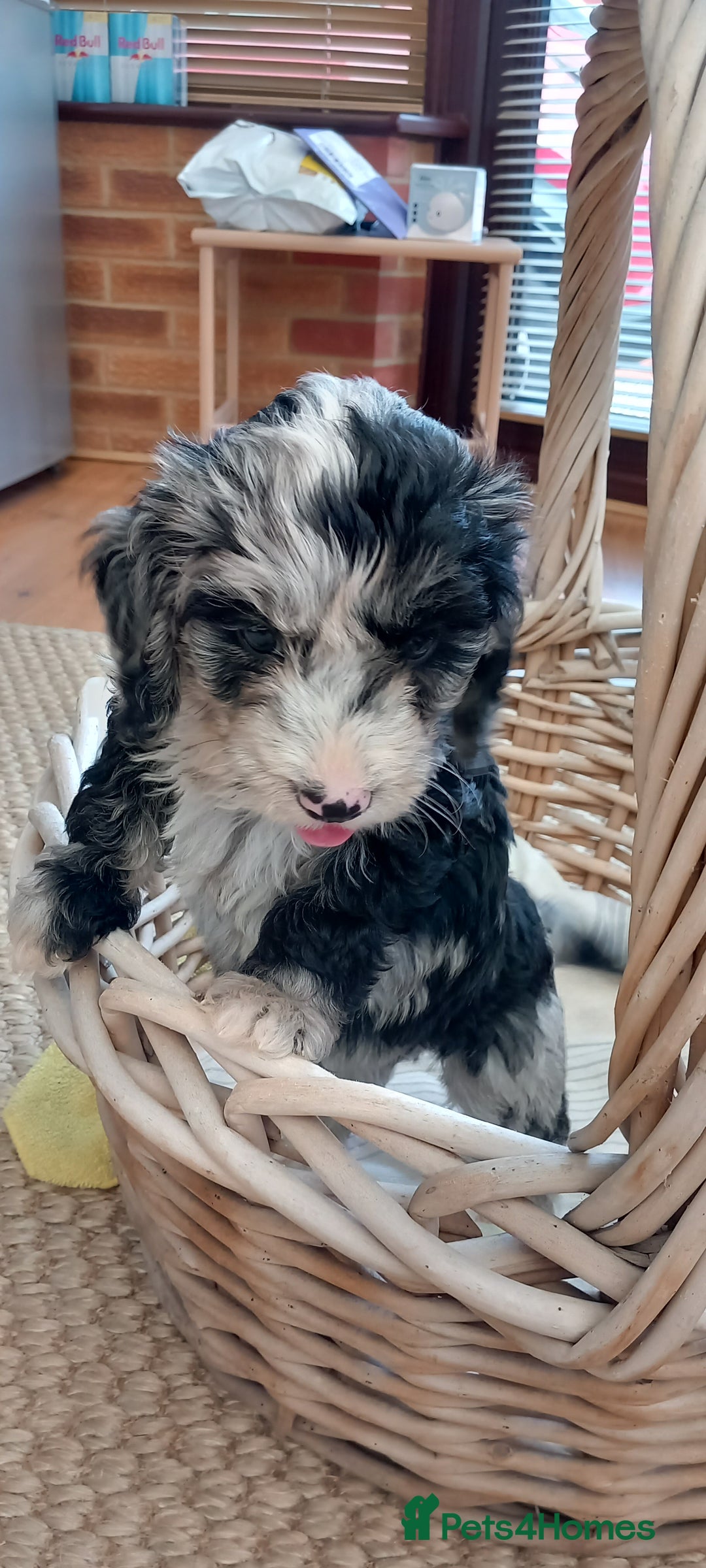 Cockapoo dogs for sale: Beautiful cockapoo puppies  - Image 11