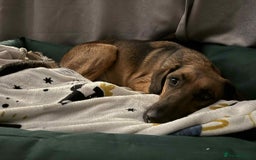 Mixed Breed dogs for adoption: Tony deserves the best forever home - Advert 8