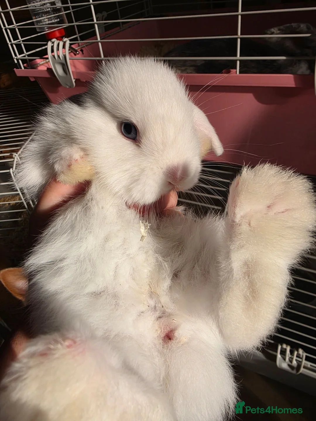 French Lop rabbits for sale: Baby French lops for sale - Advert 2