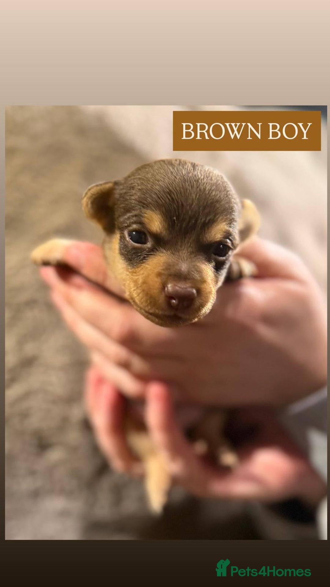 Jack Russell dogs for sale: Pure Breed special colour Jack Russells  - Advert 7