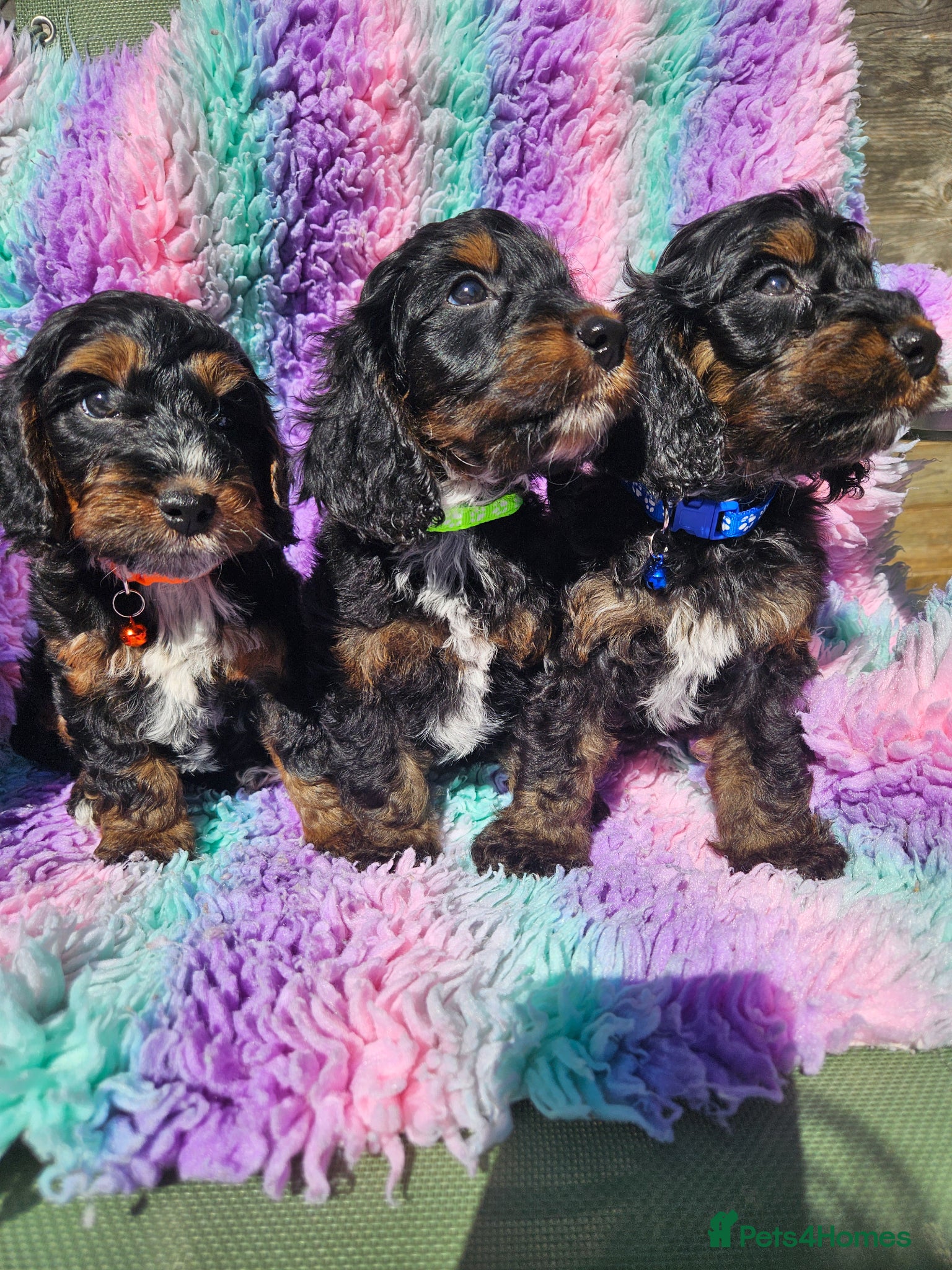 Cockapoo dogs licensed breeder, ready for their forever homes!  - Advert 1