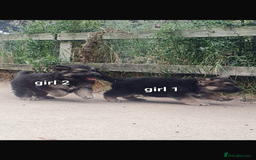 German Shepherd dogs for sale: Wow.Beautiful Homebred German Shepherd Puppies - Image 6