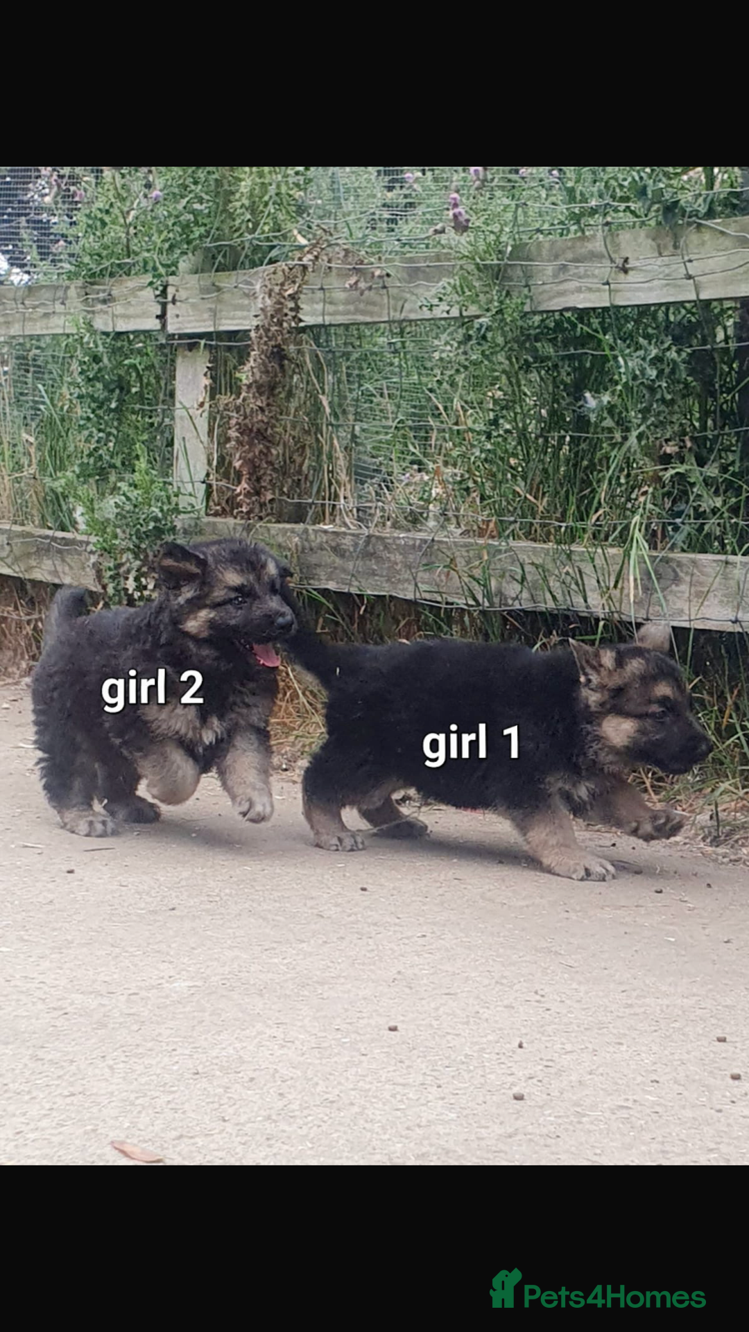 German Shepherd dogs for sale: Wow.Beautiful Homebred German Shepherd Puppies - Image 6