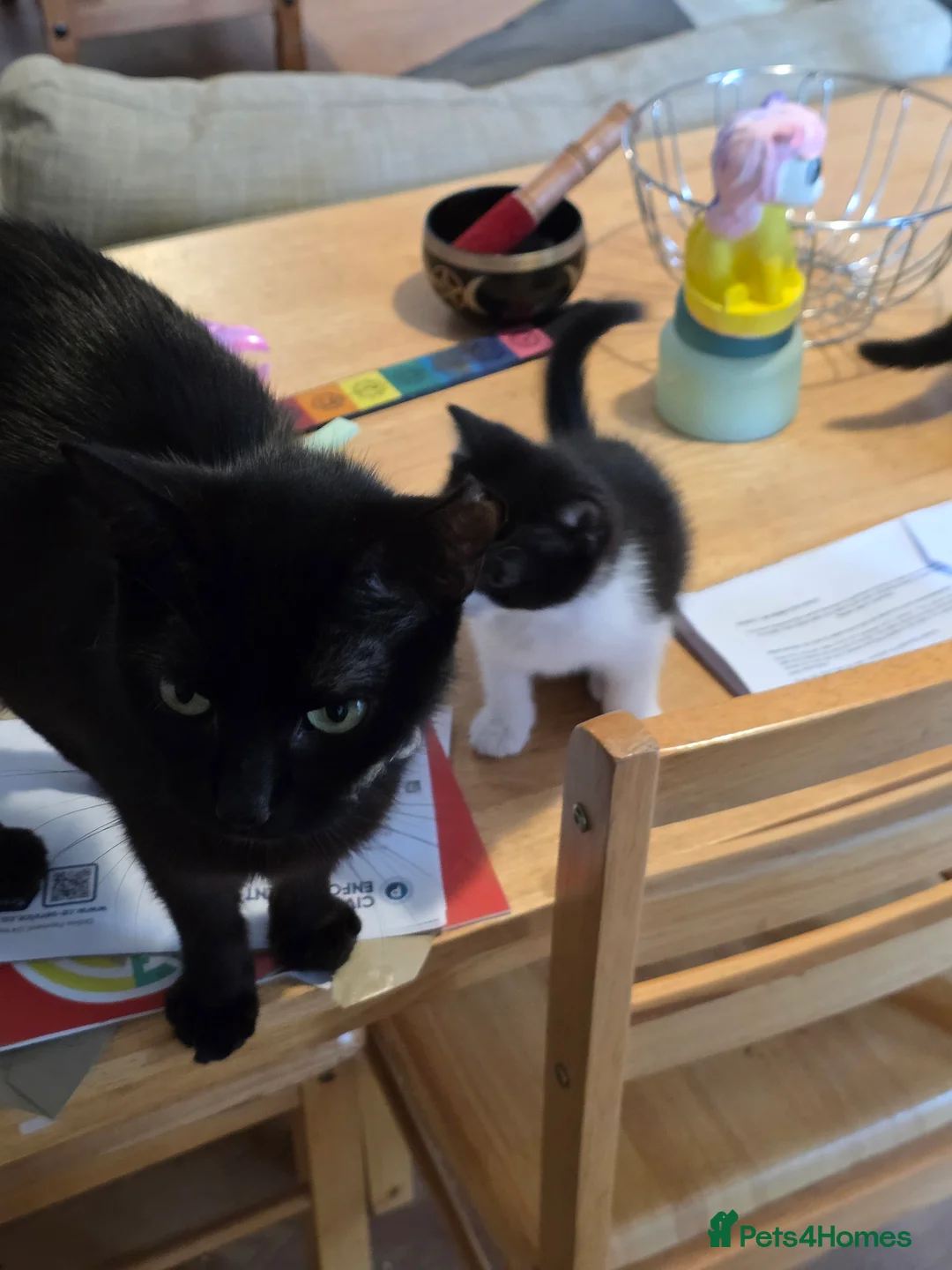 Mixed Breed cats for sale: Female cat for sale.  - Advert 2