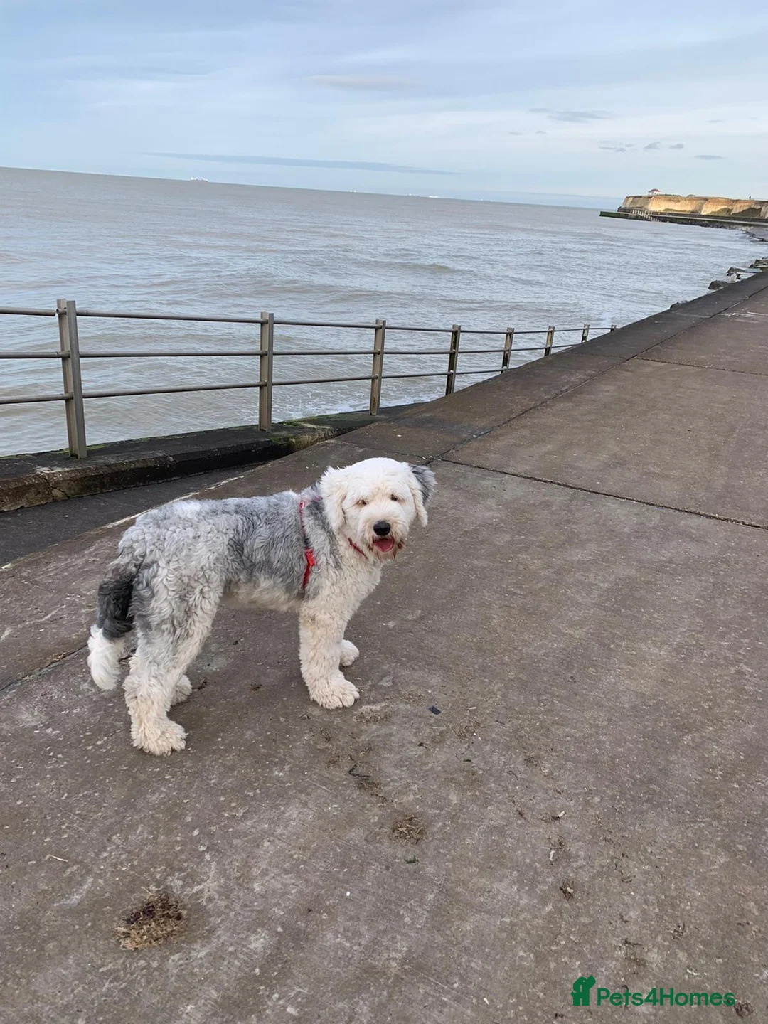 Old English Sheepdog dogs for sale: Old English Sheepdog Rehomed in Leicester - Advert 1