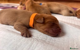 Labrador Retriever dogs for sale: KC Reg ‘Fox Red’ Labrador Retrievers  - Image 35