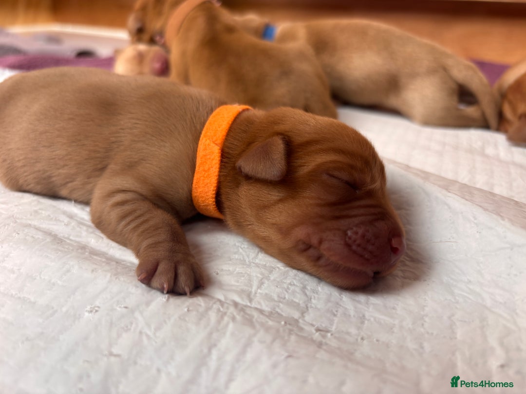 Labrador Retriever dogs for sale: KC Reg ‘Fox Red’ Labrador Retrievers  - Image 35