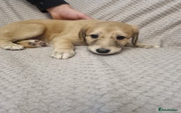 Mixed Breed dogs for sale: 7 stunning saluki lurchers puppies 5*amazing homes - Image 7