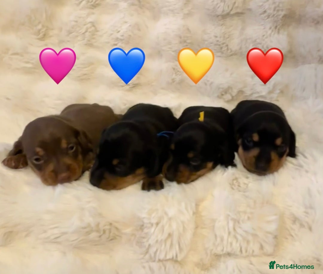 Miniature Dachshund dogs for sale: 🥇KC Registered Miniature Dachshunds Champion Line - Advert 3