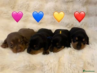 Miniature Dachshund dogs 🥇KC Registered Miniature Dachshunds Champion Line - Advert 13