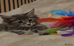 Maine Coon cats for sale: GCCF Registered Pedigree Maine Coon Kittens - Image 14