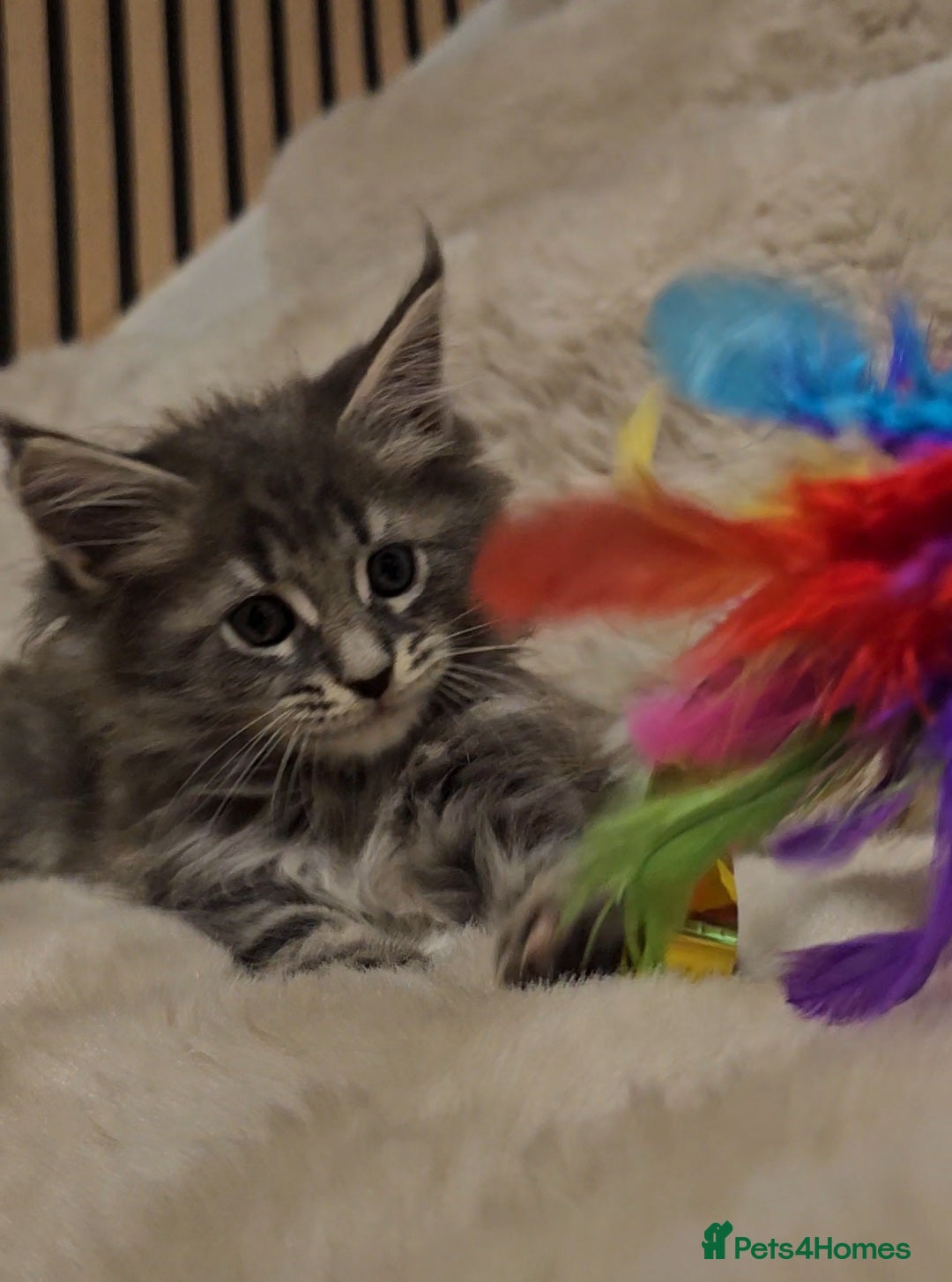 Maine Coon cats for sale: GCCF Registered Pedigree Maine Coon Kittens - Image 14