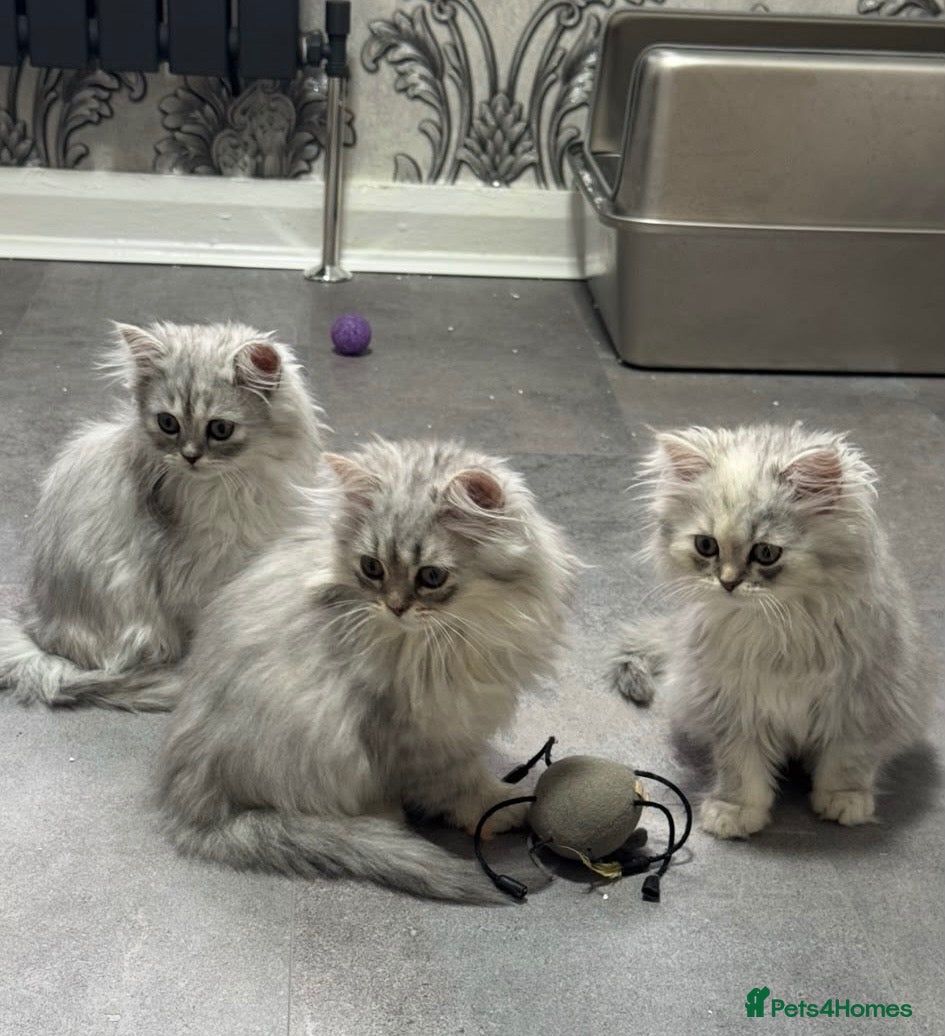 Persian cats for sale: Beautiful long haired Persian Kittens - Advert 1