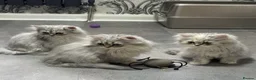 Persian cats for sale: Beautiful long haired Persian Kittens - Advert 1