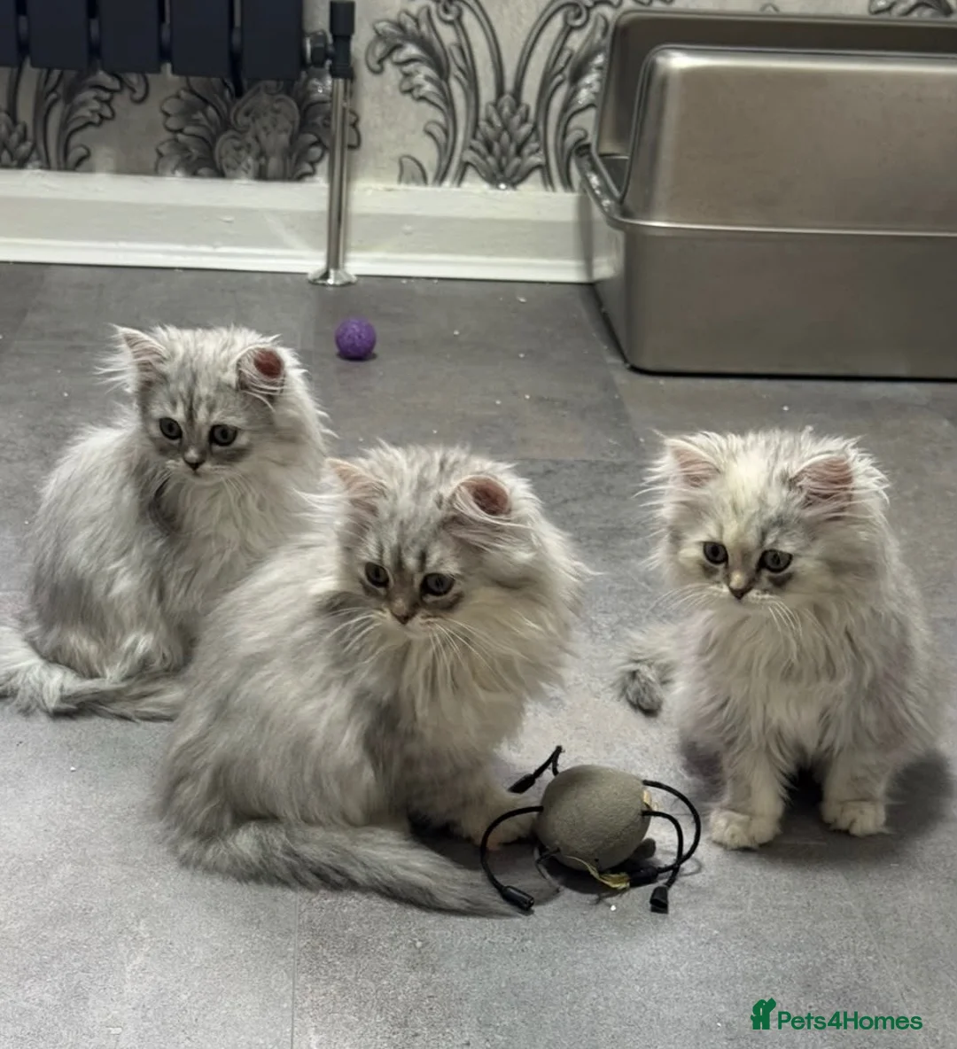 Persian cats for sale: Beautiful long haired Persian Kittens - Advert 1