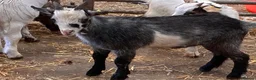 Goats livestock for sale: Castrated male Pygmy goat & intact Boer billy goat - Advert 2