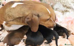 Miniature Dachshund dogs for sale: KC Registered Miniature Dachshund Puppies - Image 24