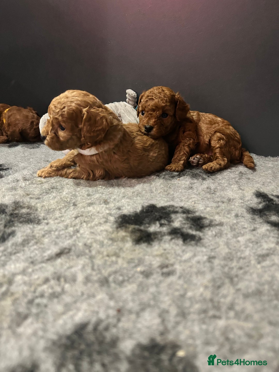 Toy Poodle dogs for sale: Tiny Toy Poodles - Advert 6