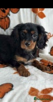 Cavalier King Charles Spaniel dogs - Advert 9