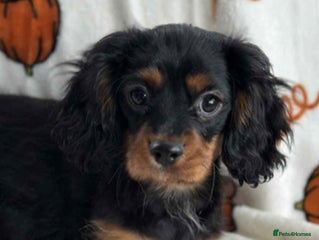 Cavalier King Charles Spaniel dogs - Advert 2