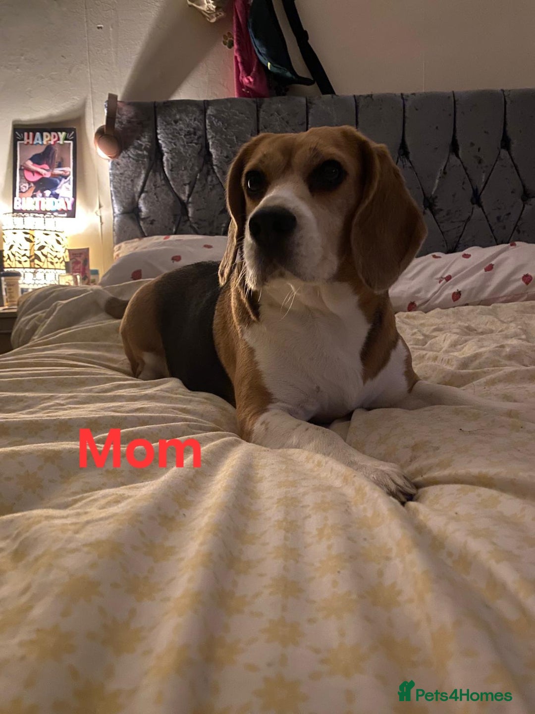 Beagle dogs for sale: Sweet litter of tri-colored beagle - Image 12