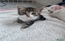 Domestic Shorthair cats for sale: Adorable kittens for sale  - Image 8