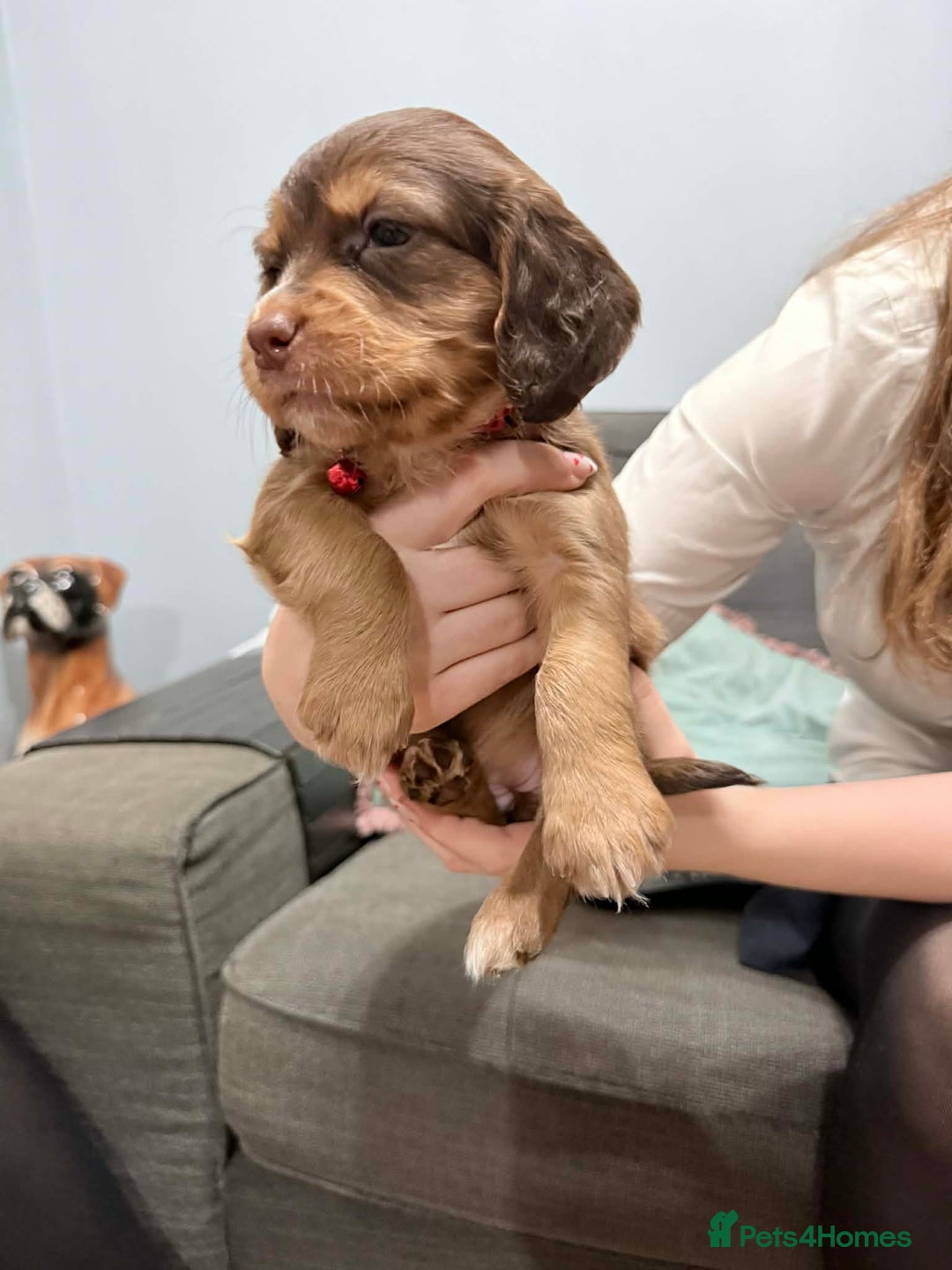 Sprocker dogs for sale: 4 LEFT Sprocker Spaniel Puppies EXCELLENT Breeding - Advert 14