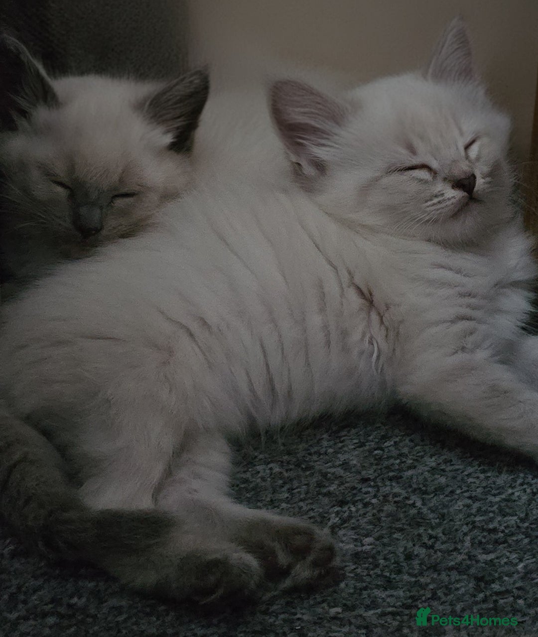 Mixed Breed cats for sale: Blue point and blue lynx ragdoll kittens - Image 5
