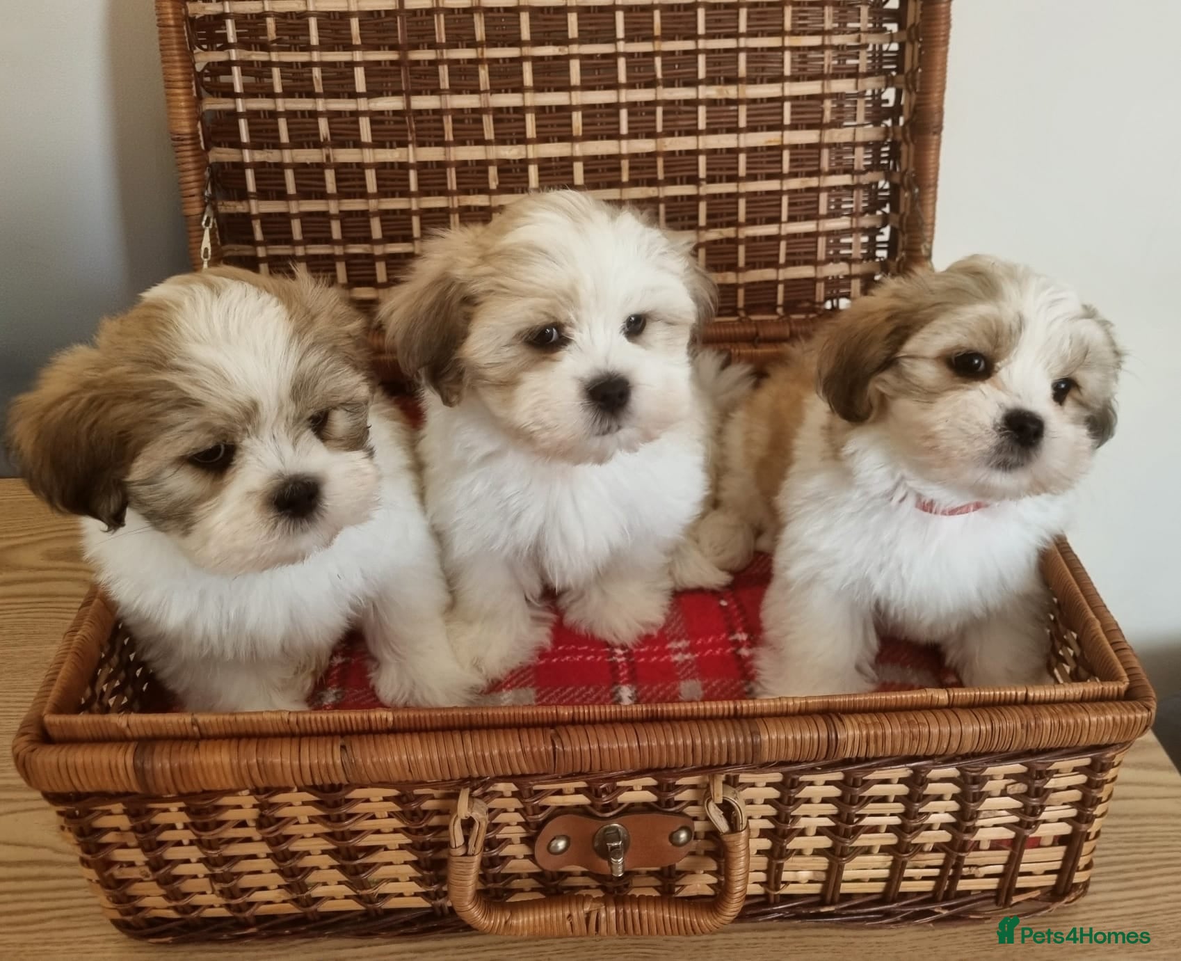 Lhasa Apso dogs KC registered Lhasa Apso Puppies 3 available  - Advert 14