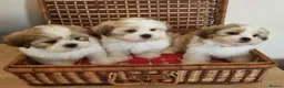 Lhasa Apso dogs for sale: KC registered Lhasa Apso Puppies 3 available  - Advert 1