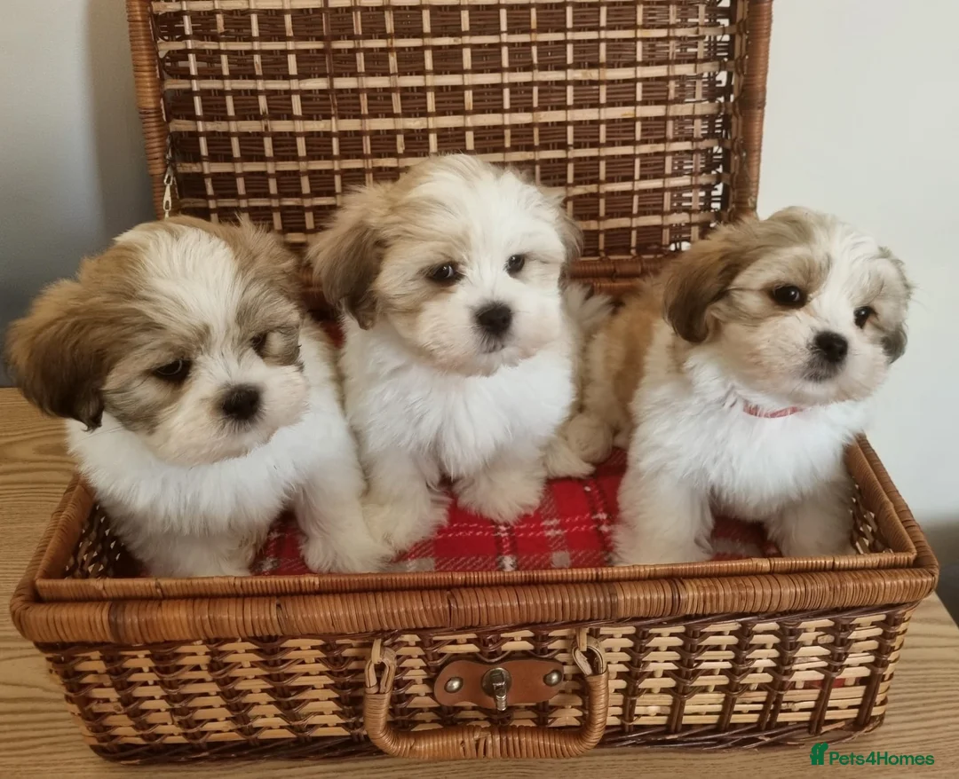 Lhasa Apso dogs for sale: KC registered Lhasa Apso Puppies 3 available  - Advert 1