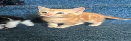 Domestic Shorthair cats for sale: 4 beautiful kittens looking for their home.  - Advert 7