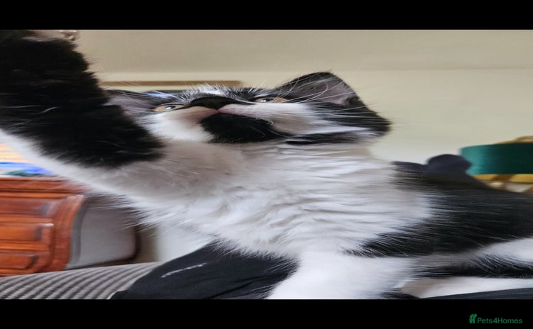 Mixed Breed cats - Advert 2