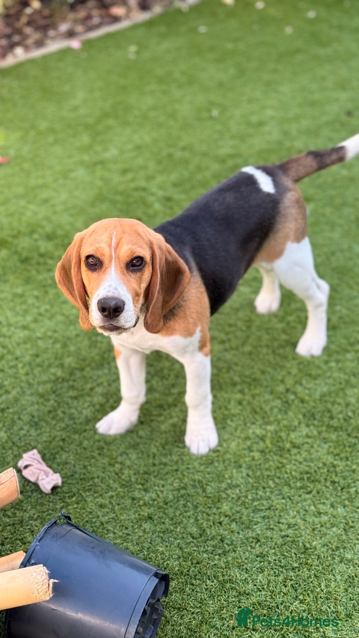 Beagle dogs Beagle puppy Archie - Advert 7