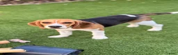 Beagle dogs for sale: Beagle puppy Archie in Pinner - Advert 1