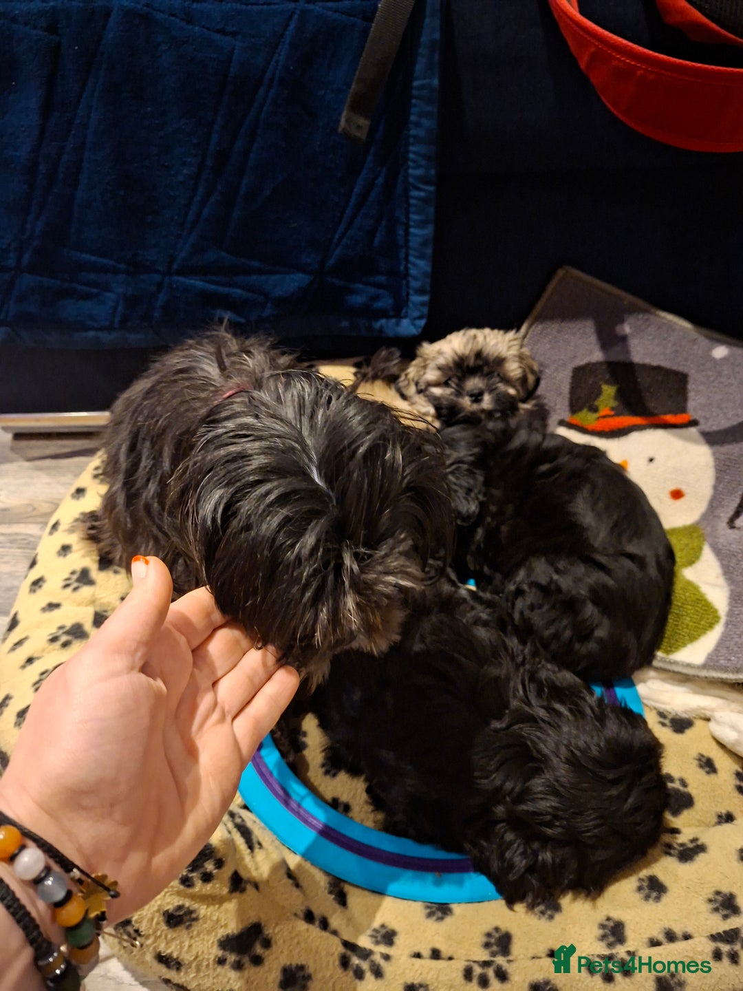 Shih Tzu dogs for sale: Shih tzu - Advert 4