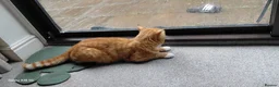 Bengal cats for sale: Looking for a Loving Forever Home  - Advert 14