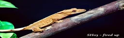 Gecko reptiles for sale: Baby Crested Gecko For Sale 🦎 - Advert 5